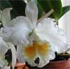 Thor's Orchids and Jersey Highlands Orchid Society
